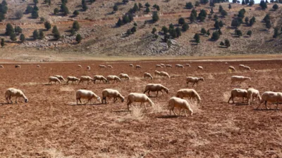 Antalya B&uuml;y&uuml;kşehir Belediyesi Tarımsal Hizmetler Dairesi Başkanlığı, yayla ve kırsal