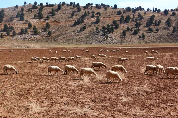Antalya B&uuml;y&uuml;kşehir Belediyesi Tarımsal Hizmetler Dairesi Başkanlığı, yayla ve kırsal