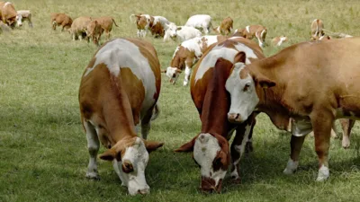 DMM tarafından, bazı basın yayın organları ve sosyal medya mecralarında