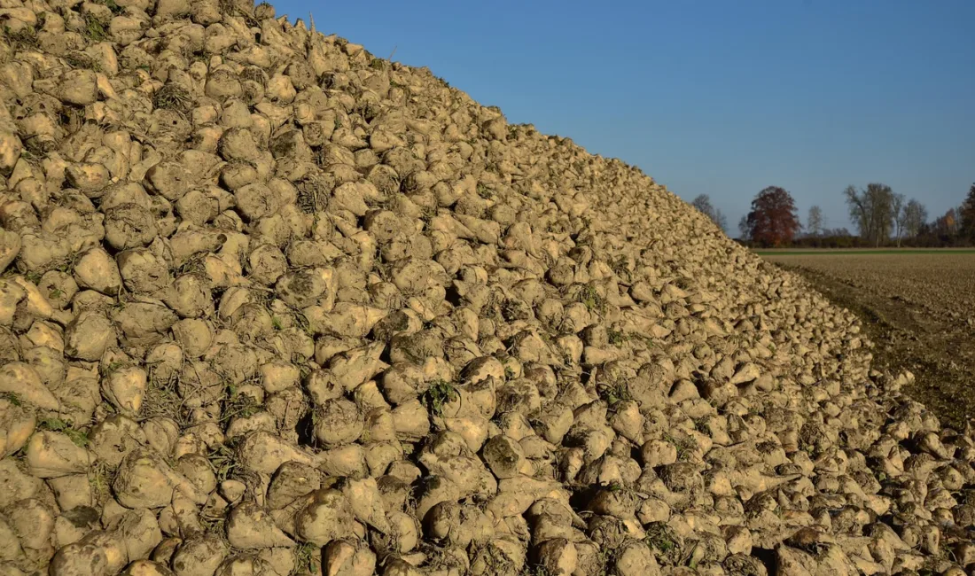 Kamuyu Aydınlatma Platformuna (KAP) yapılan a&ccedil;ıklamada, ''2025 yılı kampanya d&ouml;neminde,